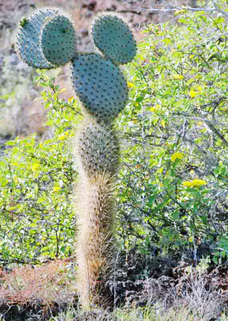 04-03-13_ Bartolom_Cactus-20001.JPG