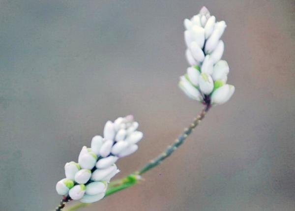 04-03-13_ Flower_Lupines ȶ0001.JPG