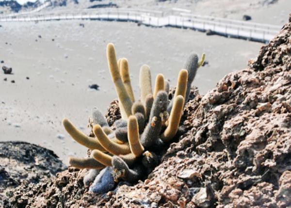 04-03-13_ Bartolom_Lava Cactus 0001.JPG