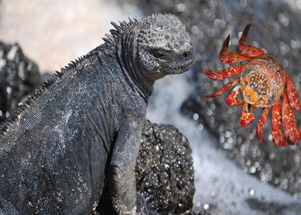 04-04-13_ Marine Iguana_to Sneeze Salt out of Its Nose῿磬ಿɱų-10001.jpg