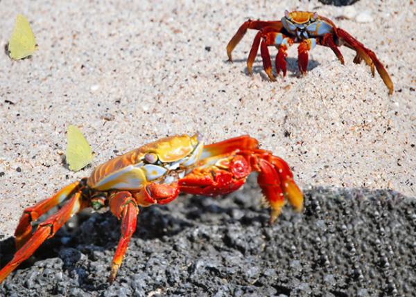 04-04-13_ Sally Lightfoot Crab & Butterfly -10001.jpg