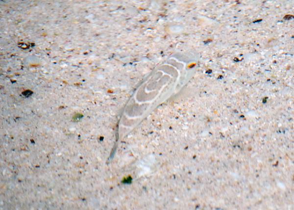 04-04-13_ Marine Puffer Fish 0001.JPG
