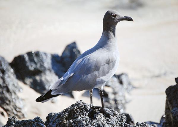 04-04-13_ Lava Seagull0001.jpg