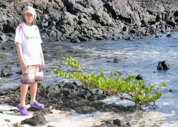 04-04-13_ Bachas Beach_Mangrove -0001.JPG