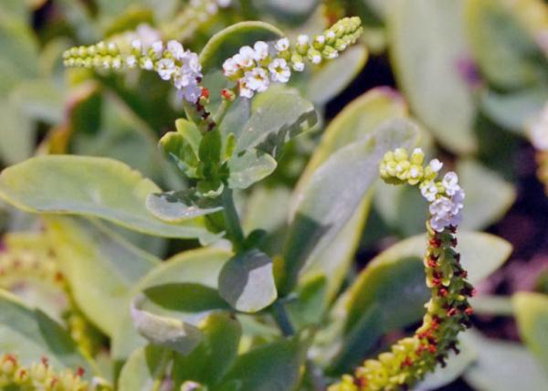 04-04-13_ Flora on Bachas Beach0001.JPG