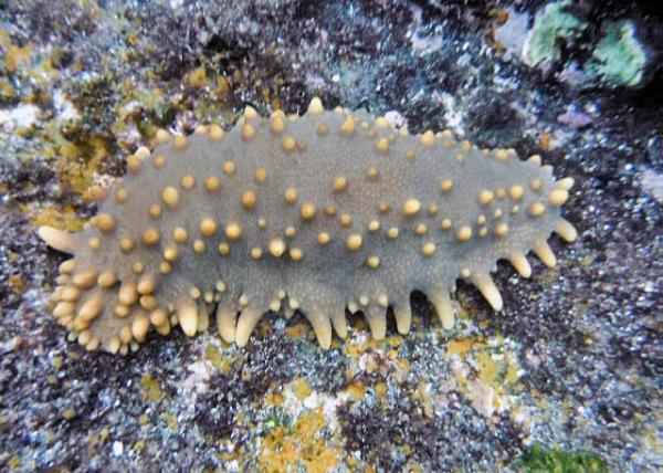 04-04-13_ Marine_Sea Cucumber 0001.JPG