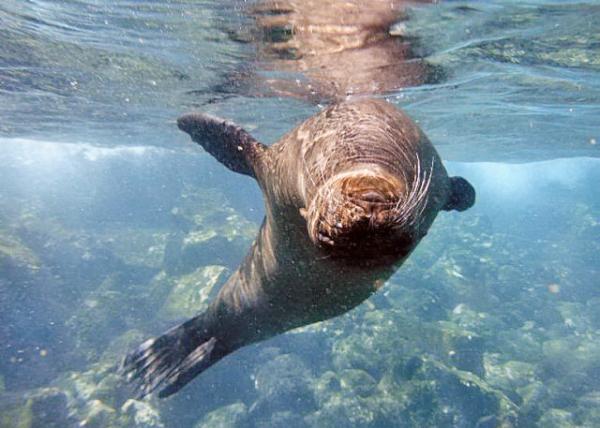 04-04-13_ Marine_Sea Lion ʨ0001.JPG