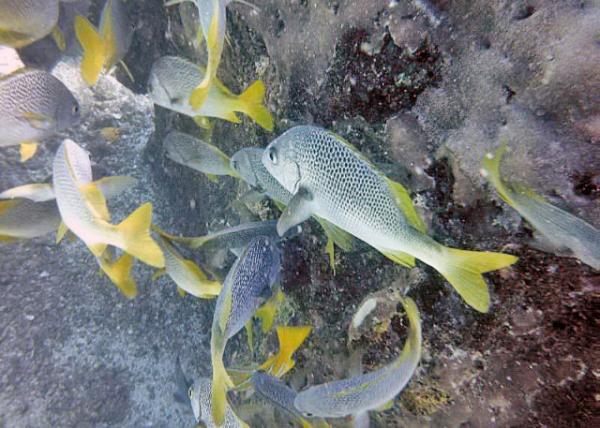 04-04-13_ Marine_Brurito Grunt ʯ0001.JPG