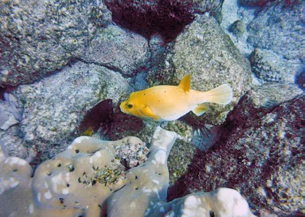 04-04-13_ Marine_Guineafowl Puffer ׵0001.JPG