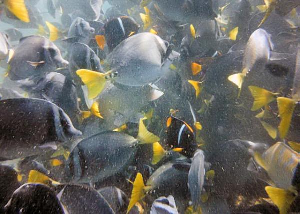 04-04-13_ Marine_Razor Surgeonfish β-0001.JPG