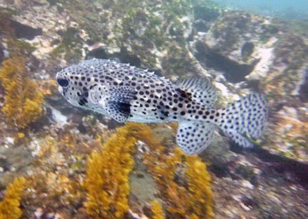 04-04-13_ Marine_Spotfin Burrfish ̴0001.JPG