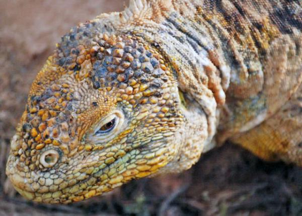 04-04-13_ Land Iguana-100001.JPG