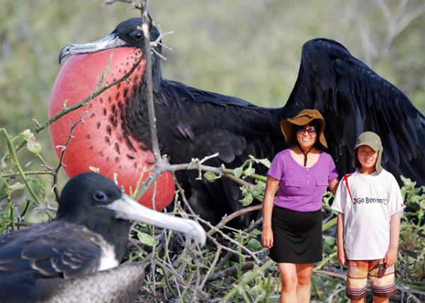 04-04-13_ Magnificent Frigate the Largest Wingspan to Body Weight Ratio of Any Bird in the World.jpg