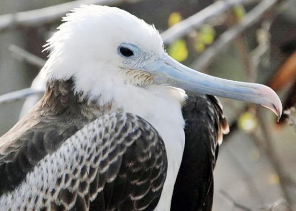 04-04-13_ Magnificent Frigate Juvinile ׳0001.JPG