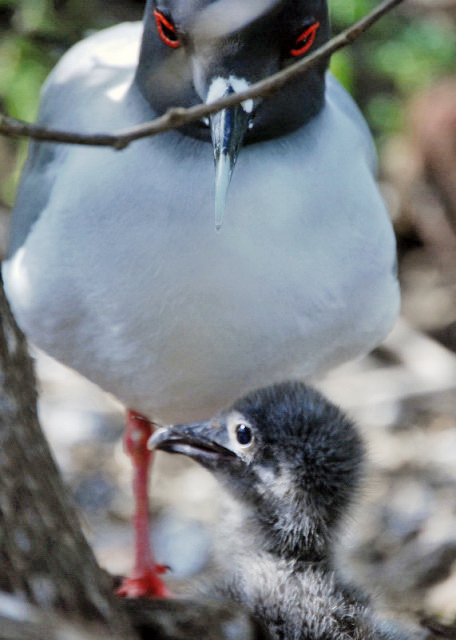 04-04-13_ Lava Gull_Mom & Chick ŸŸ0001.JPG