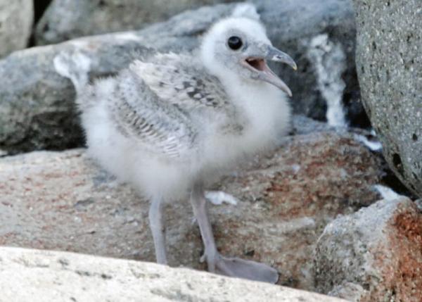 04-04-13_ Lava Gull Juvenile СŸ -20001.JPG
