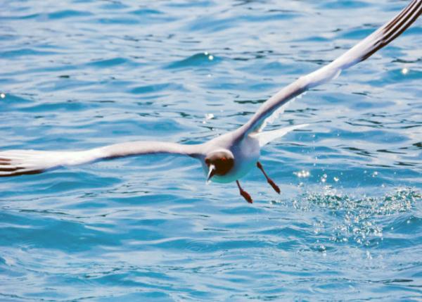 04-04-13_ Lava Gull-20001.JPG