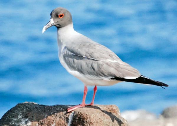 04-04-13_ Lava Gull the Rarest on Earth ĺŸ0001.JPG