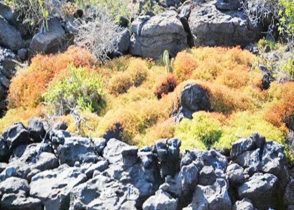 04-04-13_ Flora in North Seymour ֲ-10001.JPG