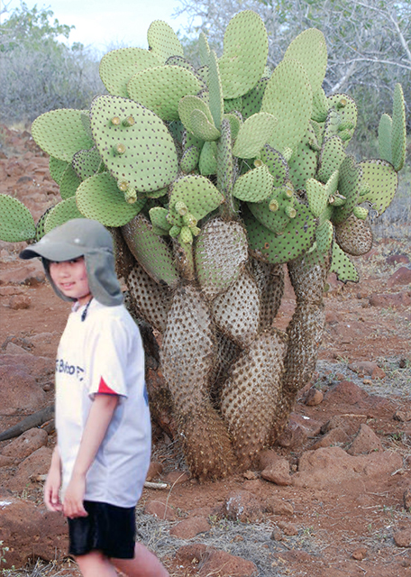04-04-13_ Opuntia Forest -10001.jpg