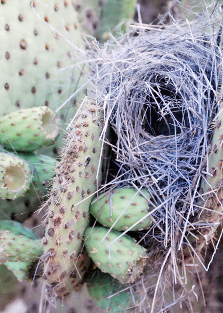 04-04-13_ Fitch's Nest on Opuntia ȸ0001.JPG