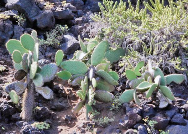 04-04-13_ Opuntia0001.JPG