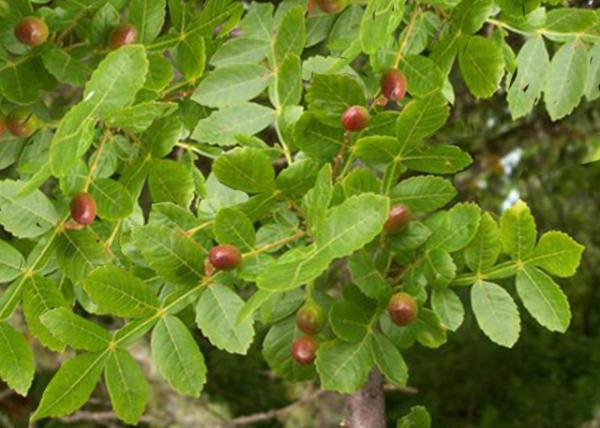 04-04-13_ Palo Santo-20001.JPG