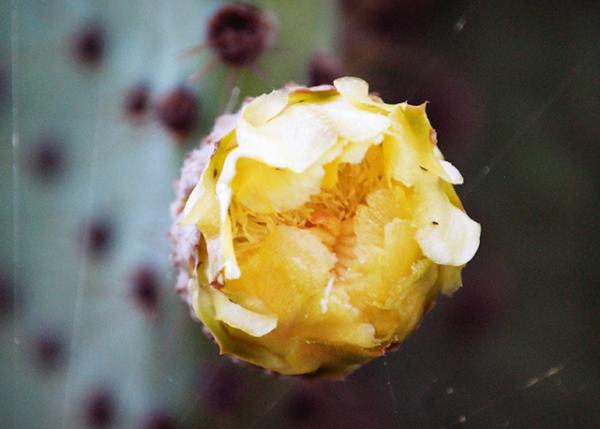 04-04-13_ Opuntia Flower0001.JPG