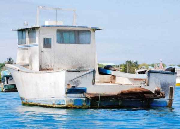 04-05-13_ Artisan Fishery_Seal Laid down on the Pier ʨͷ-0001.JPG