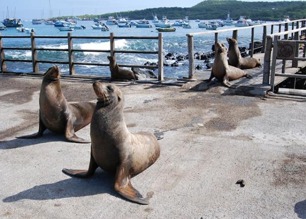 04-05-13_ Puerto Baquerizo Moreno_Galapagos Sea Lions ޹굺ʨ-30001.JPG