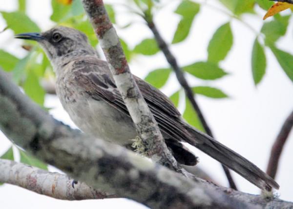 04-05-13_ Animal_Chatham Mockingbird-20001.JPG