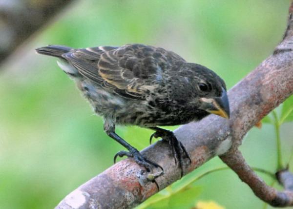 04-05-13_ Animal_Large Ground Finch ȸ0001.JPG