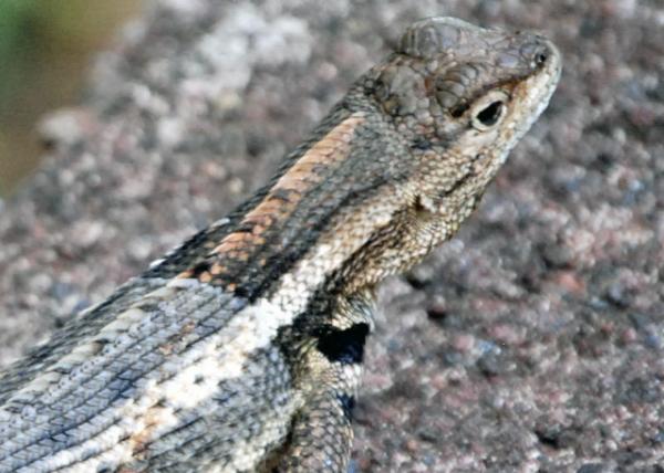 04-05-13_ Animal_Galpagos Lava Lizard ޹굺0001.JPG
