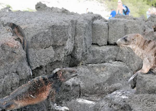 04-05-13_ Marine Iguana & Sea Lion 뺣ʨ0001.JPG
