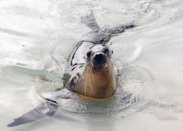 04-05-13_ Sea Lion-5000100010001.JPG