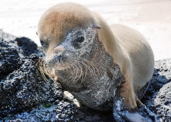 04-05-13_ Baby Sea Lion-20001.JPG