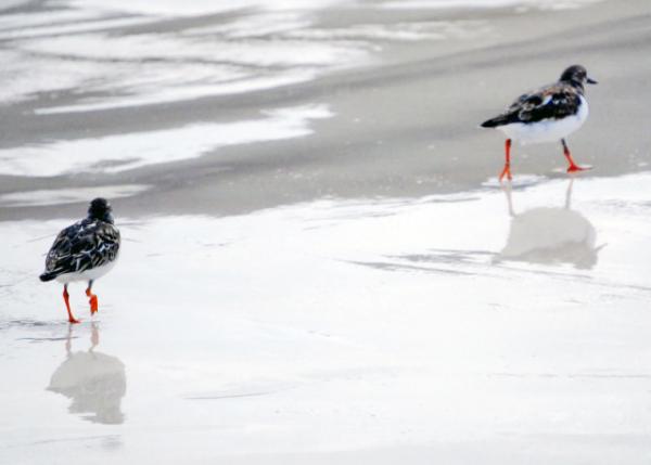 04-05-13_ American Avocet ޷0001.JPG