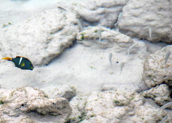 04-05-13_ King Angelfish ȸ̵0001.JPG