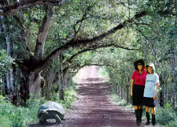 04-06-13_ Highlands_Dark Hedge ڰ-30001.jpg