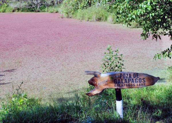 04-06-13_ Galapagos Lake ޹-20001.JPG