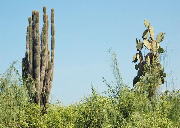 04-06-13_ Giant Saguaro-30001.JPG