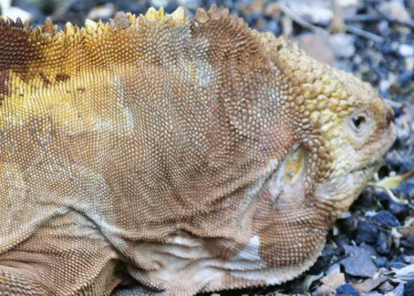 04-06-13_ Land Iguana ½-20001.JPG