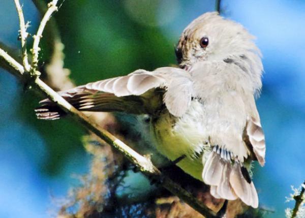 04-06-13_ Yellow Warbler ݺ-30001.JPG
