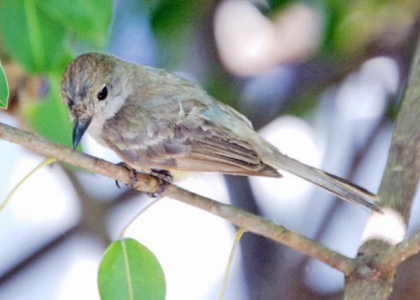 04-06-13_ Yellow Warbler-40001.JPG