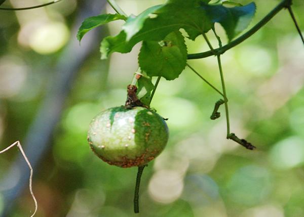 04-06-13_ Poison Apple Tree ƻ0001.JPG