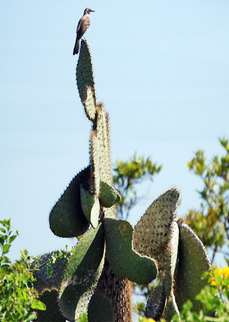 04-06-13_ Mockingbird ֪-40001.JPG