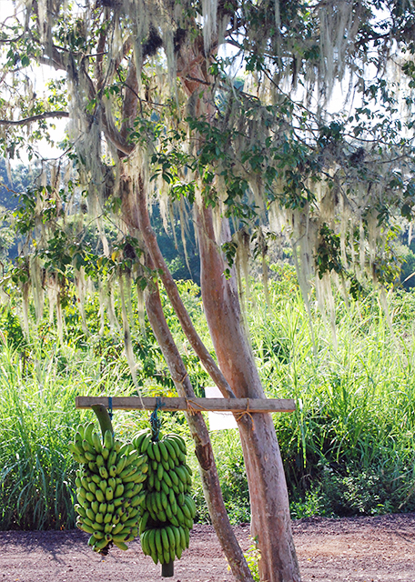 04-06-13_ Bananas under Spanish Moss-20001.JPG