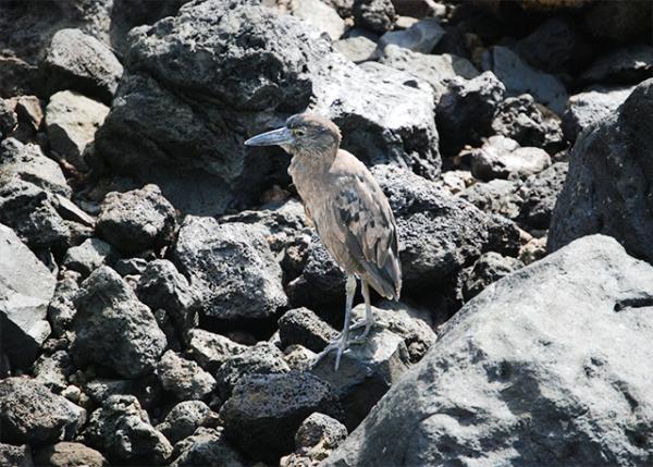 04-06-13_ Lava Heron Ҳ-20001.jpg