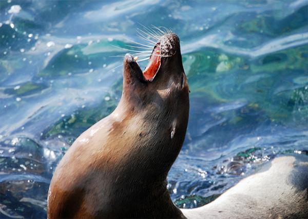 04-07-13_ Galpagos Sea Lions, Females Exclusively Nurse Their Own Pups.jpg