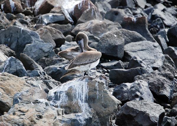 04-07-13_ Galpagos Brown Pelican.jpg